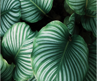 Nature’s Biomes – our inspiration