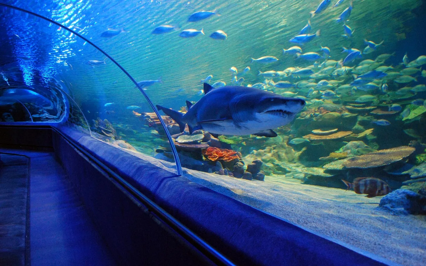 SEA LIFE Istanbul Aquarium