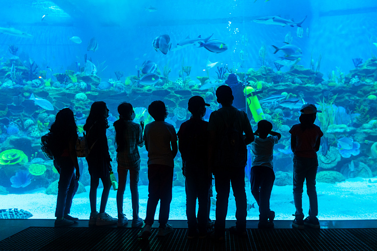 Gujarat Science City Aquatics Gallery